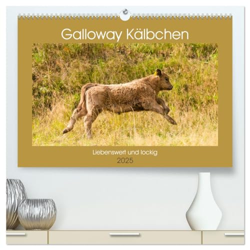 Galloway Kälbchen - Liebenswert und lockig (hochwertiger Premium Wandkalender 2025 DIN A2 quer), Kunstdruck in Hochglanz: Bezaubernde schottische Robustrinder (CALVENDO Tiere) von Calvendo