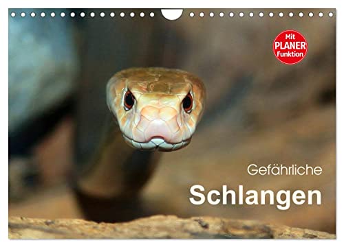 Gefährliche Schlangen (Wandkalender 2025 DIN A4 quer), CALVENDO Monatskalender von CALVENDO