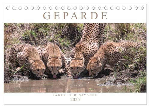 Geparde - Jäger der Savanne (Tischkalender 2025 DIN A5 quer), CALVENDO Monatskalender: Momentaufnahmen aus dem Leben des schnellsten Landtieres der Welt (CALVENDO Tiere) von Calvendo