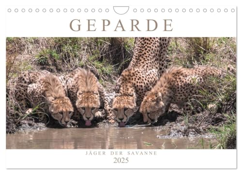 Geparde - Jäger der Savanne (Wandkalender 2025 DIN A4 quer), CALVENDO Monatskalender: Momentaufnahmen aus dem Leben des schnellsten Landtieres der Welt (CALVENDO Tiere) von Calvendo