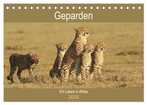 Geparden - Ein Leben in Afrika (Tischkalender 2025 DIN A5 quer), CALVENDO Monatskalender von CALVENDO