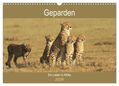 Geparden - Ein Leben in Afrika (Wandkalender 2026 DIN A3 quer), CALVENDO Monatskalender von CALVENDO