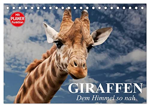 Giraffen. Dem Himmel so nah (Tischkalender 2025 DIN A5 quer), CALVENDO Monatskalender von CALVENDO