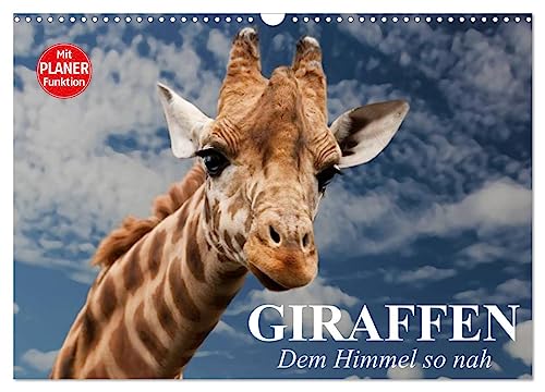 Giraffen. Dem Himmel so nah (Wandkalender 2025 DIN A3 quer), CALVENDO Monatskalender von CALVENDO