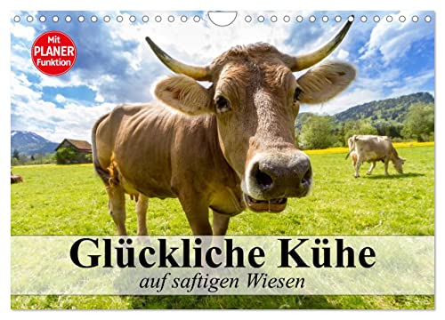 Glückliche Kühe auf saftigen Wiesen (Wandkalender 2025 DIN A4 quer), CALVENDO Monatskalender von CALVENDO