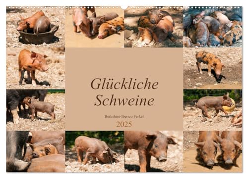 Glückliche Schweine Berkshire-Iberico Ferkel (Wandkalender 2025 DIN A2 quer), CALVENDO Monatskalender von CALVENDO