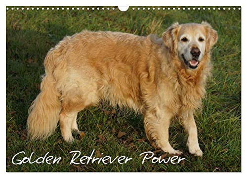 Golden Retriever Power (Wandkalender 2025 DIN A3 quer), CALVENDO Monatskalender von CALVENDO