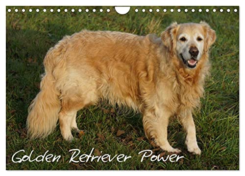Golden Retriever Power (Wandkalender 2025 DIN A4 quer), CALVENDO Monatskalender von CALVENDO
