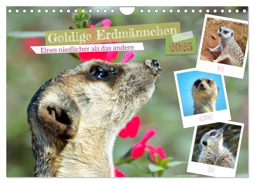 Goldige Erdmännchen (Wandkalender 2025 DIN A4 quer), CALVENDO Monatskalender von CALVENDO