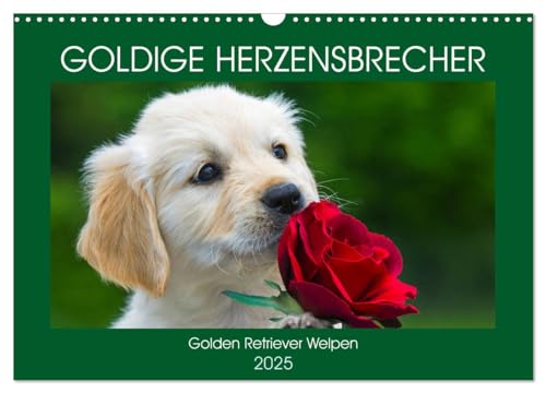 Goldige Herzensbrecher - Golden Retriever Welpen (Wandkalender 2025 DIN A3 quer), CALVENDO Monatskalender von CALVENDO