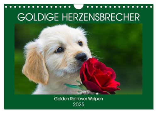Goldige Herzensbrecher - Golden Retriever Welpen (Wandkalender 2025 DIN A4 quer), CALVENDO Monatskalender von CALVENDO