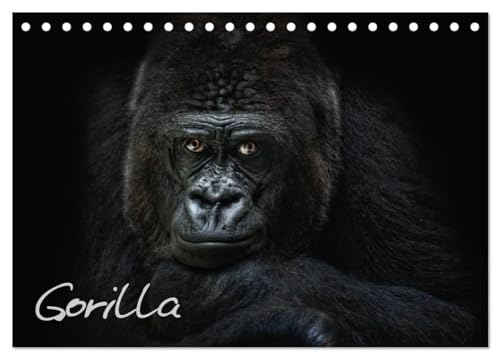 Gorilla (Tischkalender 2025 DIN A5 quer), CALVENDO Monatskalender: Gorillas, sensibel und nah fotografiert, kunstvolle und ausdrucksstarke Tierportraets (CALVENDO Tiere) von CALVENDO