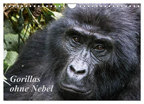 Gorillas ohne Nebel (Wandkalender 2025 DIN A4 quer), CALVENDO Monatskalender von CALVENDO