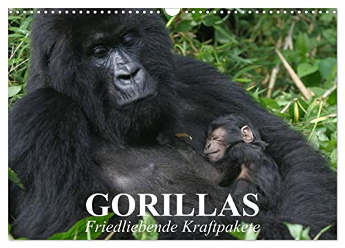 Gorillas. Friedliebende Kraftpakete (Wandkalender 2025 DIN A3 quer), CALVENDO Monatskalender von CALVENDO