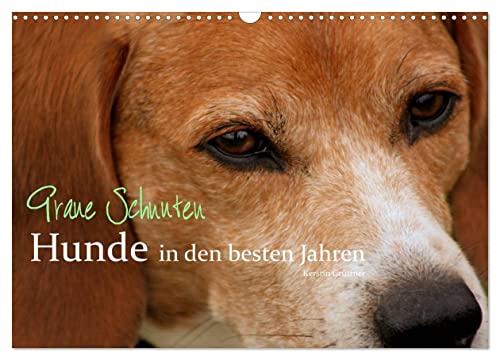Graue Schnuten - Hunde in den besten Jahren (Wandkalender 2025 DIN A3 quer), CALVENDO Monatskalender von CALVENDO
