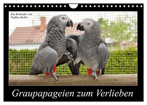 Graupapageien zum Verlieben (Wandkalender 2026 DIN A4 quer), CALVENDO Monatskalender: Lebendige Fotos von wunderschönen Graupapageien (CALVENDO Tiere) von Calvendo