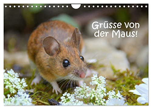 Grüsse von der Maus! (Wandkalender 2025 DIN A4 quer), CALVENDO Monatskalender von CALVENDO