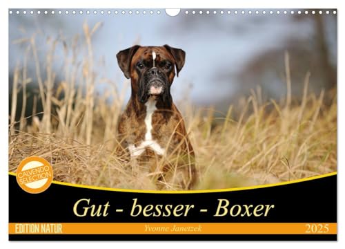 Gut - besser - Boxer (Wandkalender 2025 DIN A3 quer), CALVENDO Monatskalender von CALVENDO
