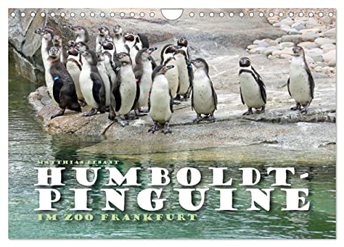 HUMBOLDTPINGUINE (Wandkalender 2025 DIN A4 quer), CALVENDO Monatskalender: Pinguine auf der Anlage im Zoo Frankfurt (CALVENDO Tiere) von Calvendo
