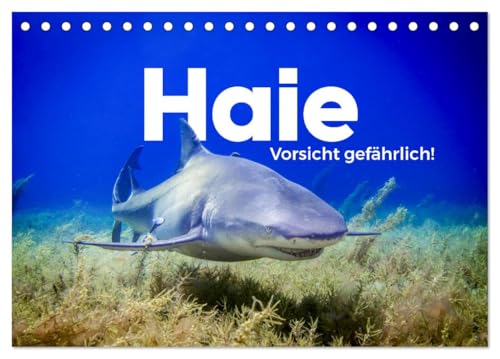 Haie - Vorsicht gefährlich! (Tischkalender 2025 DIN A5 quer), CALVENDO Monatskalender von CALVENDO