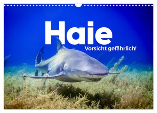 Haie - Vorsicht gefährlich! (Wandkalender 2025 DIN A3 quer), CALVENDO Monatskalender von CALVENDO