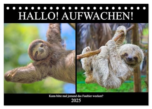 Hallo! Aufwachen! Kann bitte mal jemand das Faultier wecken? (Tischkalender 2025 DIN A5 quer), CALVENDO Monatskalender von CALVENDO