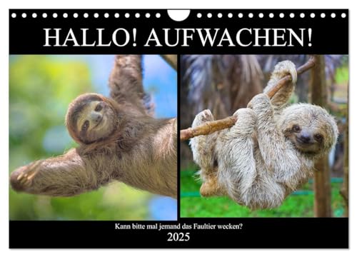 Hallo! Aufwachen! Kann bitte mal jemand das Faultier wecken? (Wandkalender 2025 DIN A4 quer), CALVENDO Monatskalender von CALVENDO