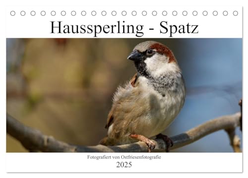 Haussperling - Spatz fotografiert von Ostfriesenfotografie (Tischkalender 2025 DIN A5 quer), CALVENDO Monatskalender von CALVENDO