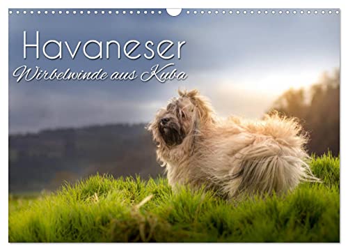 Havaneser - Wirbelwinde aus Kuba (Wandkalender 2025 DIN A3 quer), CALVENDO Monatskalender von CALVENDO