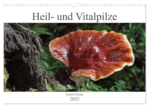 Heil- und Vitalpilze (Wandkalender 2025 DIN A3 quer), CALVENDO Monatskalender von CALVENDO