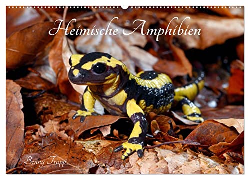 Heimische Amphibien (Wandkalender 2025 DIN A2 quer), CALVENDO Monatskalender: Frösche, Molche, Salamander, Kröten und Unken gehören zu den ... bedürfen besonderem Schutz (CALVENDO Tiere) von CALVENDO