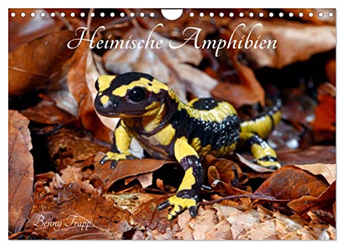 Heimische Amphibien (Wandkalender 2025 DIN A4 quer), CALVENDO Monatskalender von CALVENDO