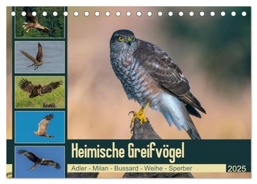 Heimische GREIFVÖGEL Adler Milan Bussard Weihe Sperber (Tischkalender 2025 DIN A5 quer), CALVENDO Monatskalender von CALVENDO