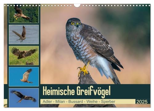 Heimische GREIFVÖGEL Adler Milan Bussard Weihe Sperber (Wandkalender 2025 DIN A3 quer), CALVENDO Monatskalender von CALVENDO