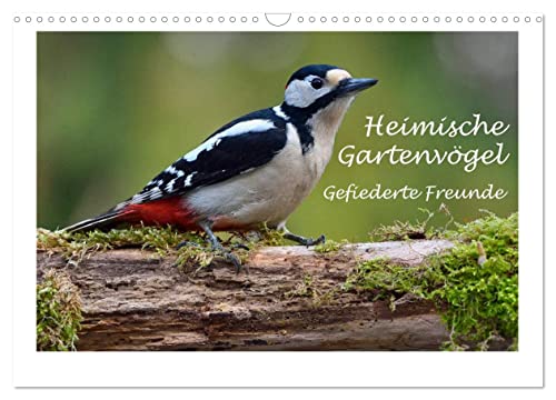 Heimische Gartenvögel - Gefiederte Freunde (Wandkalender 2025 DIN A3 quer), CALVENDO Monatskalender von CALVENDO