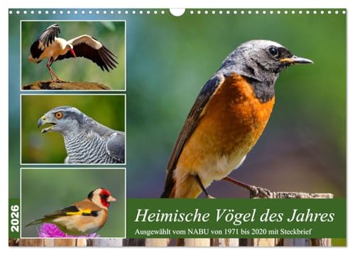 Heimische Vögel des Jahres (Wandkalender 2026 DIN A3 quer), CALVENDO Monatskalender von CALVENDO