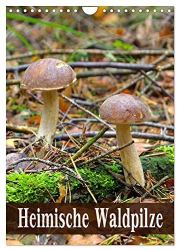Heimische Waldpilze (Wandkalender 2025 DIN A4 hoch), CALVENDO Monatskalender von CALVENDO