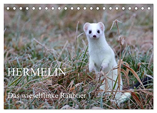 Hermelin - das wieselflinke Raubtier (Tischkalender 2025 DIN A5 quer), CALVENDO Monatskalender von CALVENDO