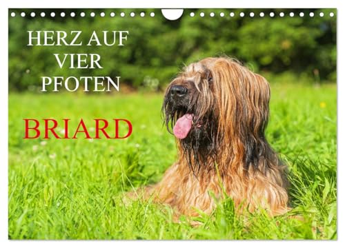Herz auf vier Pfoten - Briard (Wandkalender 2025 DIN A4 quer), CALVENDO Monatskalender