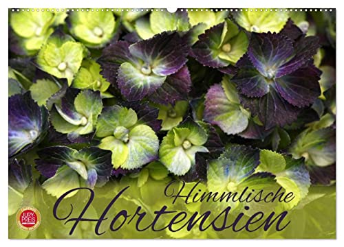 Himmlische Hortensien (Wandkalender 2025 DIN A2 quer), CALVENDO Monatskalender von CALVENDO