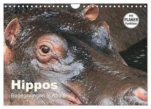 Hippos - Begegnungen in Afrika (Wandkalender 2026 DIN A4 quer), CALVENDO Monatskalender von CALVENDO