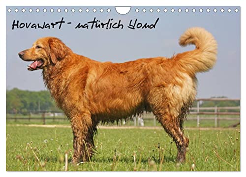 Hovawart - natürlich blond (Wandkalender 2025 DIN A4 quer), CALVENDO Monatskalender von CALVENDO