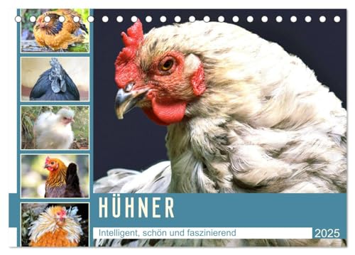 Hühner. Intelligent, schön und faszinierend (Tischkalender 2025 DIN A5 quer), CALVENDO Monatskalender von CALVENDO