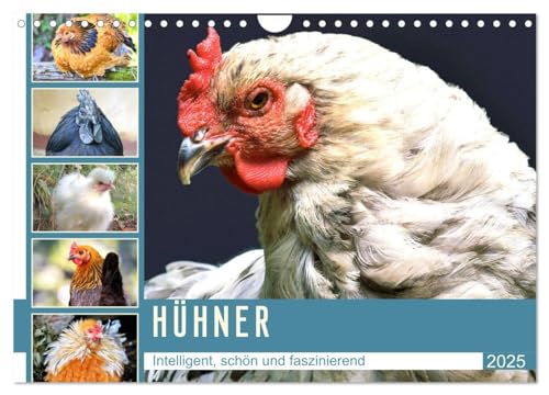 Hühner. Intelligent, schön und faszinierend (Wandkalender 2025 DIN A4 quer), CALVENDO Monatskalender von CALVENDO