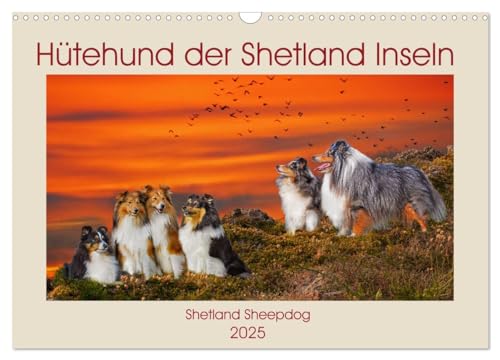 Hütehund der Shetland Inseln - Shetland Sheepdog (Wandkalender 2025 DIN A3 quer), CALVENDO Monatskalender von CALVENDO