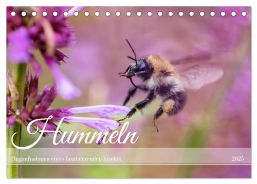 Hummeln - Flugaufnahmen eines faszinierenden Insekts (Tischkalender 2025 DIN A5 quer), CALVENDO Monatskalender von CALVENDO
