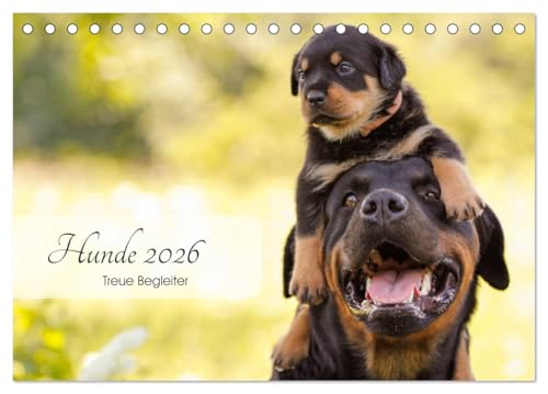 Hunde 2026 - Treue Begleiter (Tischkalender 2026 DIN A5 quer), CALVENDO Monatskalender von CALVENDO