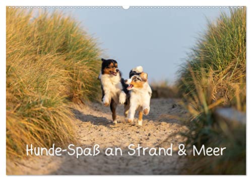 Hunde-Spaß an Strand & Meer (Wandkalender 2025 DIN A2 quer), CALVENDO Monatskalender: Hunde haben Spaß am Strand (CALVENDO Tiere) von Calvendo