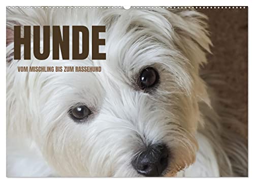Hunde - vom Mischling bis zum Rassehund (Wandkalender 2026 DIN A2 quer), CALVENDO Monatskalender von CALVENDO