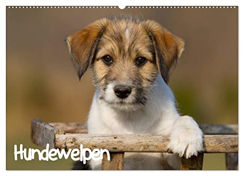 Hundewelpen (Wandkalender 2025 DIN A2 quer), CALVENDO Monatskalender von CALVENDO